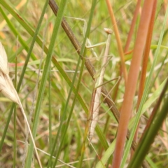 Tenodera australasiae at Paddys River, ACT - 14 Dec 2021 by HelenCross