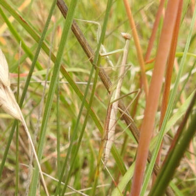 Tenodera australasiae (Purple-winged mantid) at Paddys River, ACT - 14 Dec 2021 by HelenCross