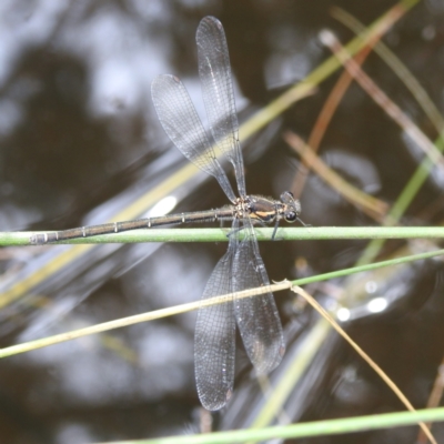 Austroargiolestes icteromelas (Common Flatwing) at Paddys River, ACT - 14 Dec 2021 by HelenCross