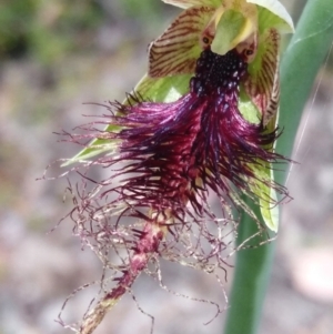 Calochilus therophilus at Bruce, ACT - 14 Dec 2021