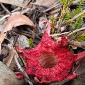 Aseroe rubra at O'Connor, ACT - 14 Dec 2021