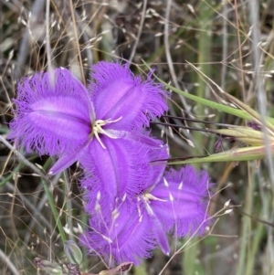 Thysanotus tuberosus at Kambah, ACT - 14 Dec 2021