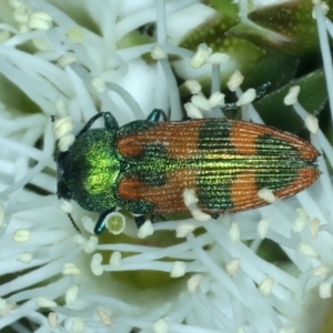 Castiarina hilaris at Urila, NSW - 12 Dec 2021 02:37 PM