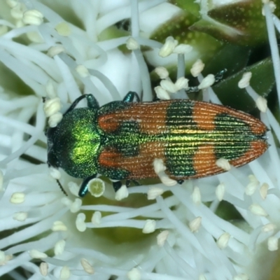 Castiarina hilaris (A jewel beetle) at Urila, NSW - 12 Dec 2021 by jb2602