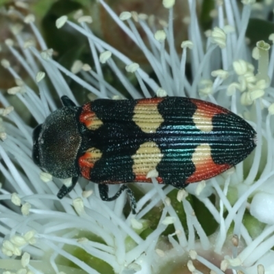 Castiarina sexplagiata (Jewel beetle) at Urila, NSW - 12 Dec 2021 by jbromilow50