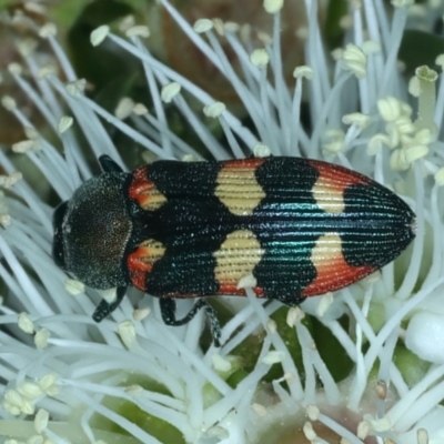 Castiarina sexplagiata (Jewel beetle) at Urila, NSW - 12 Dec 2021 by jb2602