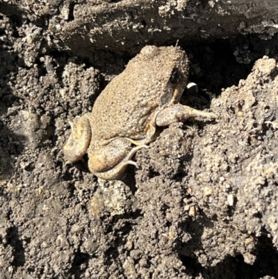 Limnodynastes dumerilii (Eastern Banjo Frog) at Murrumbateman, NSW - 13 Dec 2021 by SimoneC