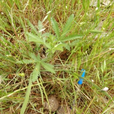 Potentilla recta (Sulphur Cinquefoil) at Hall, ACT - 28 Oct 2017 by Rosie