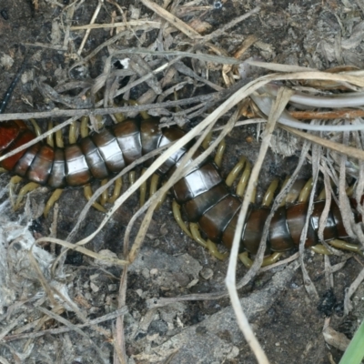 Cormocephalus aurantiipes (Orange-legged Centipede) at Urila, NSW - 12 Dec 2021 by jb2602