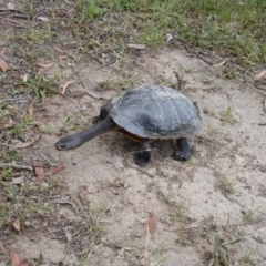 Chelodina longicollis (Eastern Long-necked Turtle) at Yerrabi Pond - 14 Dec 2021 by TrishGungahlin