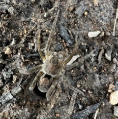 Portacosa cinerea (Grey wolf spider) at Murrumbateman, NSW - 14 Dec 2021 by SimoneC