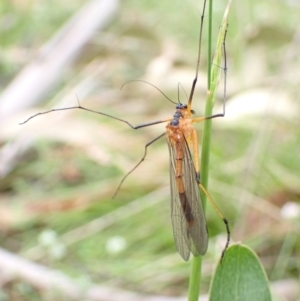 Harpobittacus australis at Paddys River, ACT - 14 Dec 2021