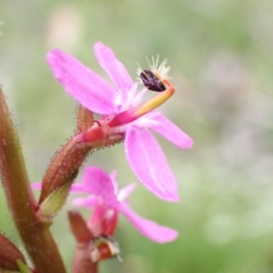 Stylidium sp. at Paddys River, ACT - 14 Dec 2021