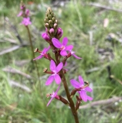 Stylidium sp. at Paddys River, ACT - 14 Dec 2021