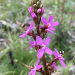 Stylidium sp. at Paddys River, ACT - 14 Dec 2021