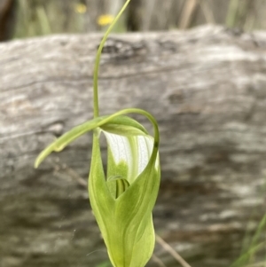 Pterostylis falcata at Paddys River, ACT - 14 Dec 2021