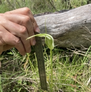 Pterostylis falcata at Paddys River, ACT - 14 Dec 2021