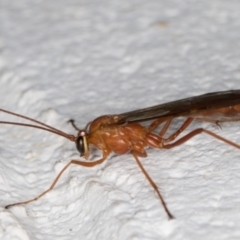 Ichneumonidae (family) (Unidentified ichneumon wasp) at Melba, ACT - 14 Oct 2021 by kasiaaus