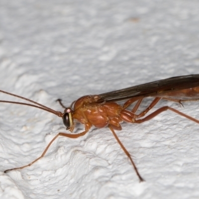 Ichneumonidae (family) (Unidentified ichneumon wasp) at Melba, ACT - 14 Oct 2021 by kasiaaus