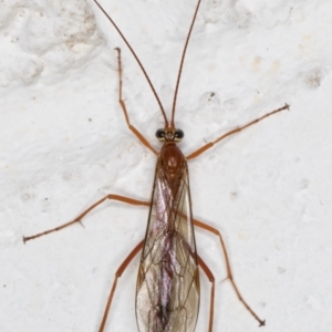 Ichneumonidae (family) at Melba, ACT - 14 Oct 2021