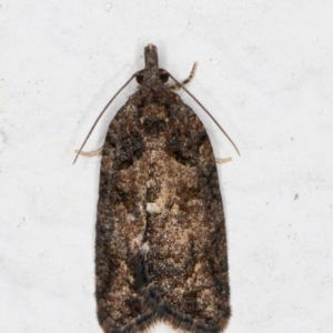 Thrincophora impletana at Melba, ACT - 14 Oct 2021 10:59 PM