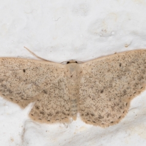 Scopula optivata at Melba, ACT - 16 Oct 2021