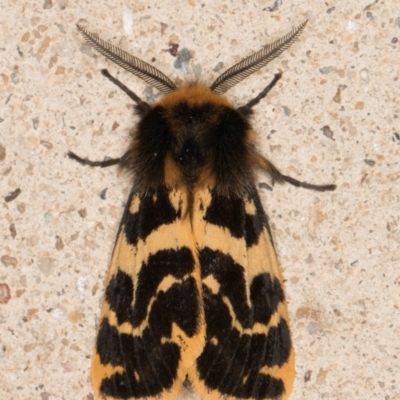 Ardices curvata (Crimson Tiger Moth) at Melba, ACT - 16 Oct 2021 by kasiaaus