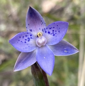 Thelymitra simulata at Paddys River, ACT - 14 Dec 2021