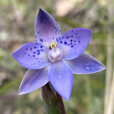 Thelymitra simulata (Graceful Sun-orchid) at Paddys River, ACT - 14 Dec 2021 by AnneG1
