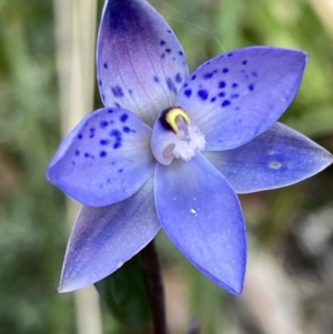 Thelymitra simulata at Paddys River, ACT - 14 Dec 2021