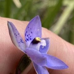 Thelymitra simulata at Paddys River, ACT - 14 Dec 2021