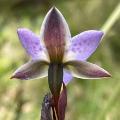 Thelymitra simulata at Paddys River, ACT - 14 Dec 2021