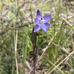 Thelymitra simulata at Paddys River, ACT - suppressed