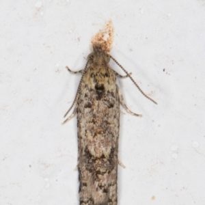 Isochorista (genus) at Melba, ACT - 17 Oct 2021 08:49 PM