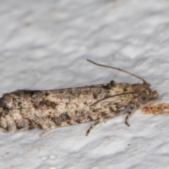 Isochorista (genus) at Melba, ACT - 17 Oct 2021 08:49 PM