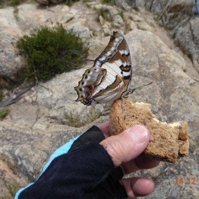 Charaxes sempronius (Tailed Emperor) at Tennent, ACT - 14 Dec 2021 by GirtsO