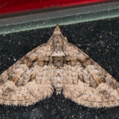 Phrissogonus laticostata (Apple looper moth) at Melba, ACT - 16 Oct 2021 by kasiaaus