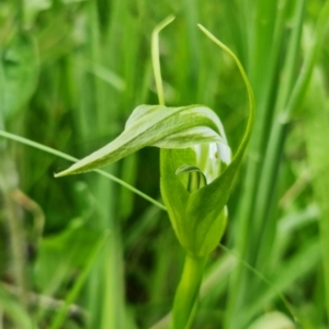 Pterostylis falcata at Paddys River, ACT - suppressed