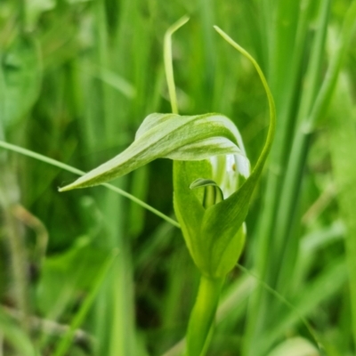 Pterostylis falcata (Sickle Greenhood) at Paddys River, ACT - 14 Dec 2021 by RobG1