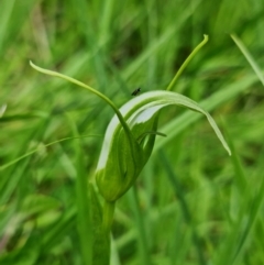 Pterostylis falcata at Paddys River, ACT - suppressed