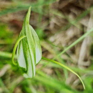 Pterostylis falcata at Paddys River, ACT - suppressed