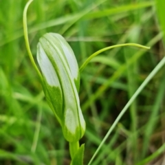 Pterostylis falcata at Paddys River, ACT - suppressed