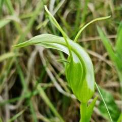 Pterostylis falcata at Paddys River, ACT - suppressed