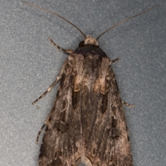 Agrotis munda (Brown Cutworm) at Melba, ACT - 17 Oct 2021 by kasiaaus