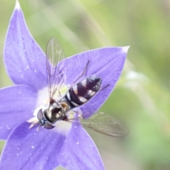 Melangyna sp. (genus) (Hover Fly) at Paddys River, ACT - 14 Dec 2021 by AnneG1