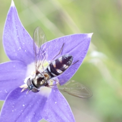 Melangyna sp. (genus) (Hover Fly) at Paddys River, ACT - 14 Dec 2021 by AnneG1