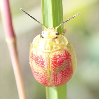 Paropsisterna fastidiosa (Eucalyptus leaf beetle) at Paddys River, ACT - 14 Dec 2021 by AnneG1