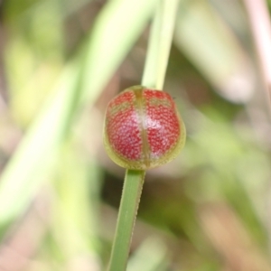 Paropsisterna fastidiosa at Paddys River, ACT - 14 Dec 2021