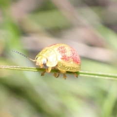 Paropsisterna fastidiosa at Paddys River, ACT - 14 Dec 2021