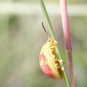 Paropsisterna fastidiosa at Paddys River, ACT - 14 Dec 2021